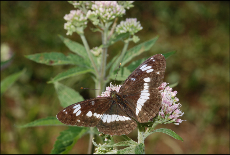 limenitis camilla?